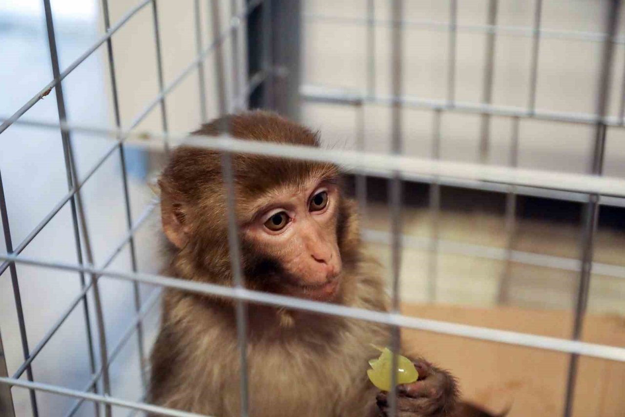 Bodrum’da bir firari maymun