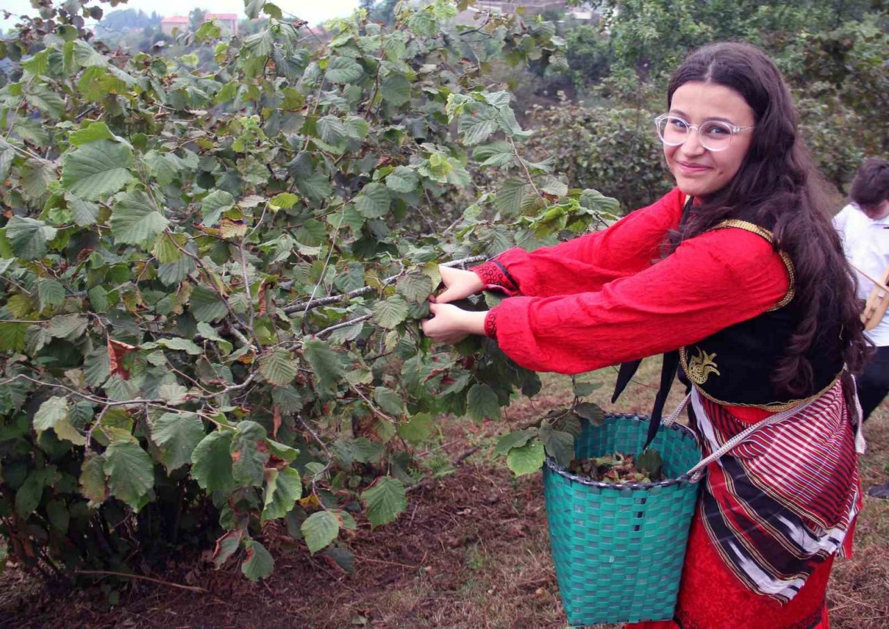 Giresun’da kemençe ve horon eşliğinde fındık hasadı yapıldı