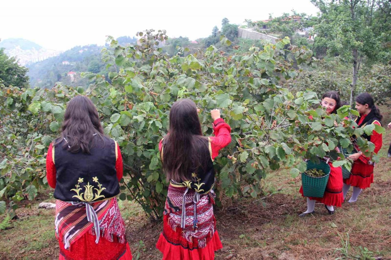 Giresun’da kemençe ve horon eşliğinde fındık hasadı yapıldı
