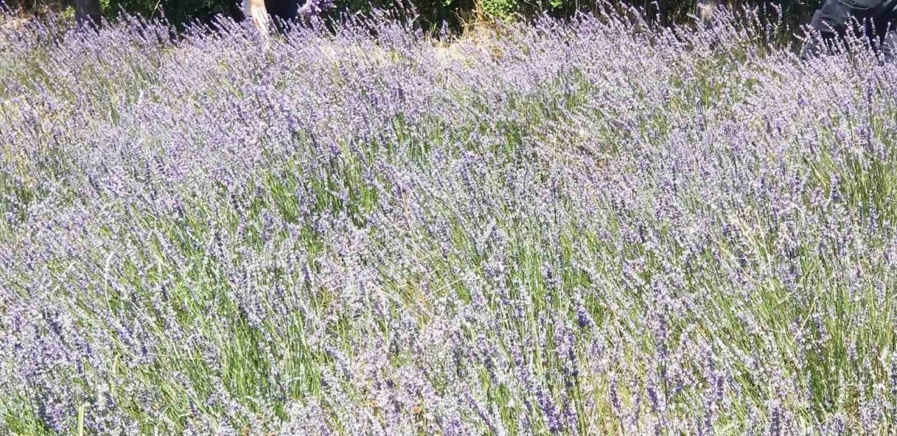 Giresun’da lavanta hasadı başladı