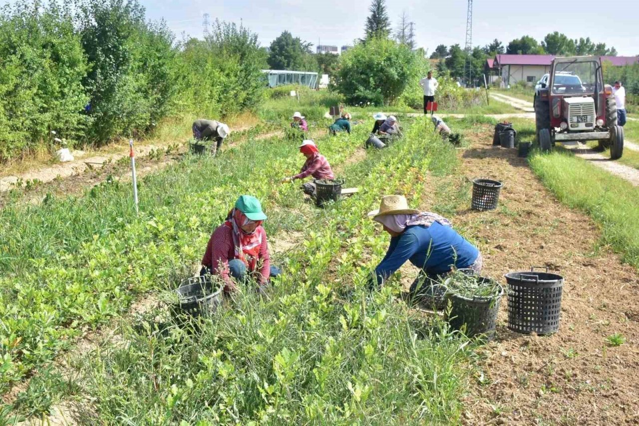 Kastamonu’da 400 bin adet yabani meyve üretimi gerçekleştirildi