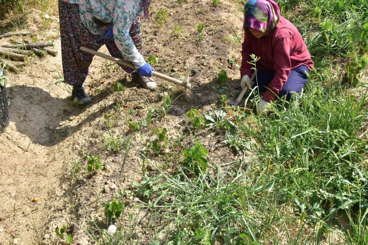 Kastamonu’da 400 bin adet yabani meyve üretimi gerçekleştirildi