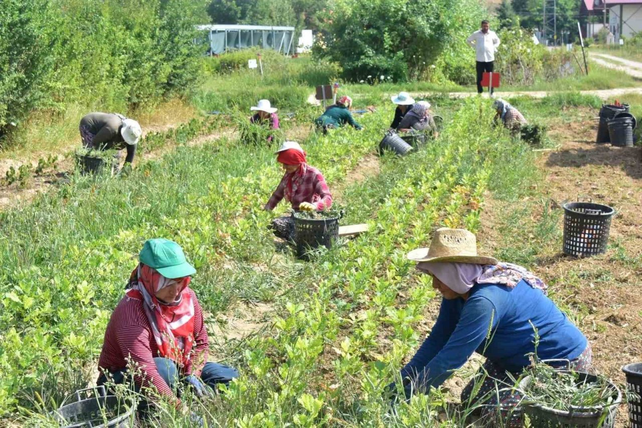 Kastamonu’da 400 bin adet yabani meyve üretimi gerçekleştirildi