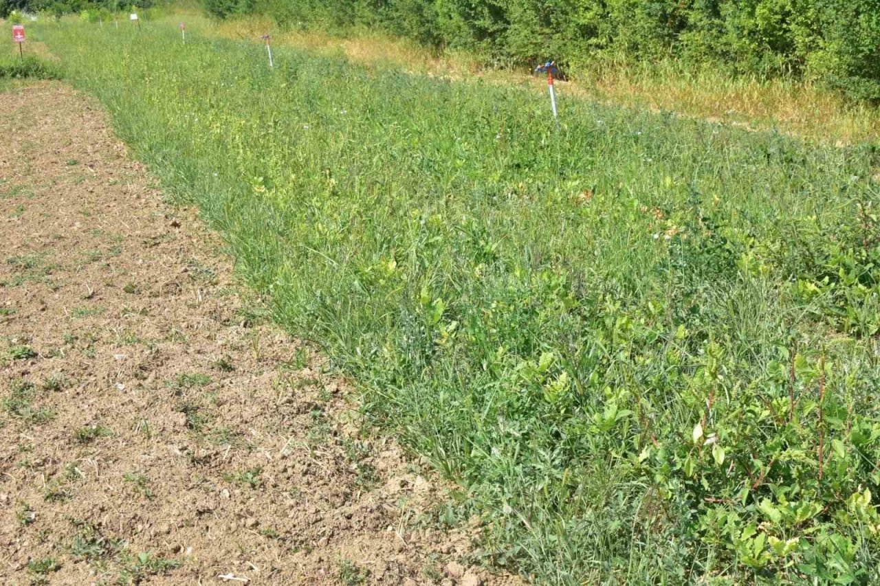 Kastamonu’da 400 bin adet yabani meyve üretimi gerçekleştirildi