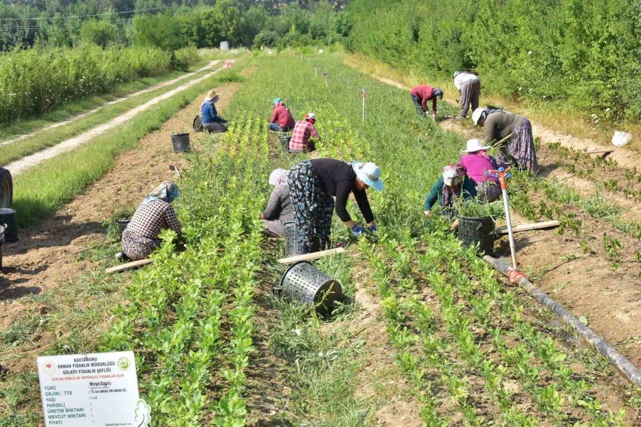Kastamonu’da 400 bin adet yabani meyve üretimi gerçekleştirildi