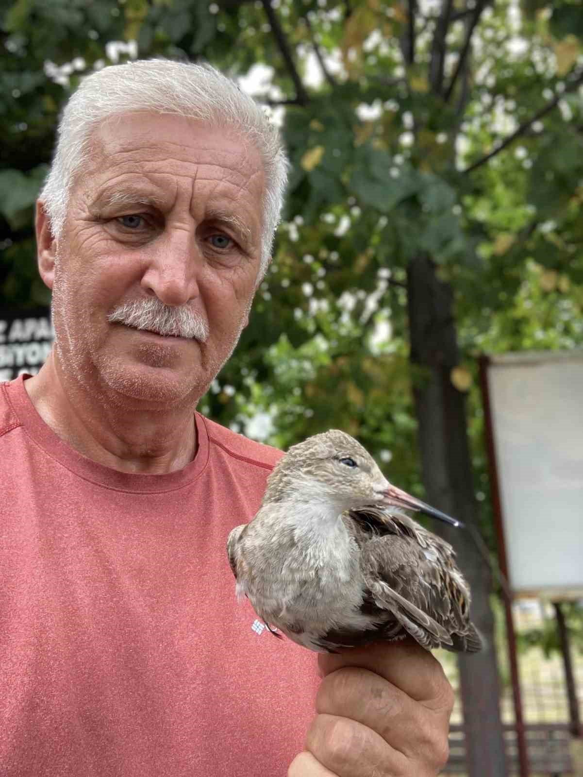 Yaralı halde bulunan dövüşkenkuş, tedavi altına alındı