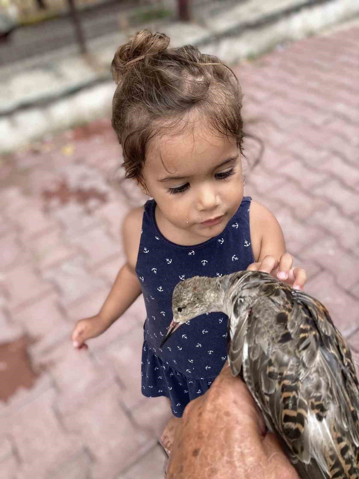 Yaralı halde bulunan dövüşkenkuş, tedavi altına alındı