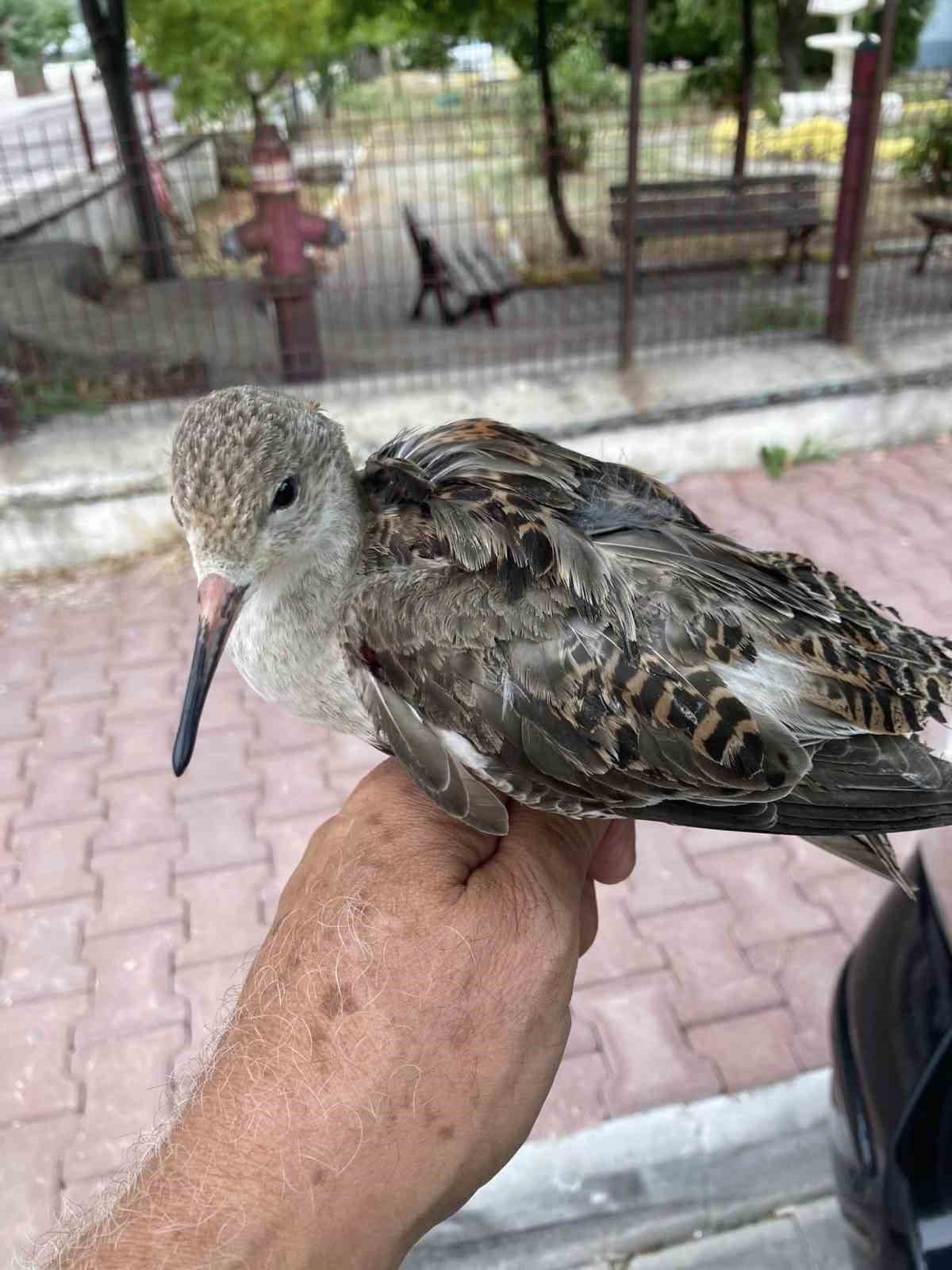 Yaralı halde bulunan dövüşkenkuş, tedavi altına alındı