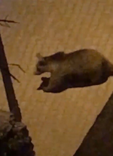 Kastamonu’da ilçe merkezine inen ayılar kamerayla izlenecek