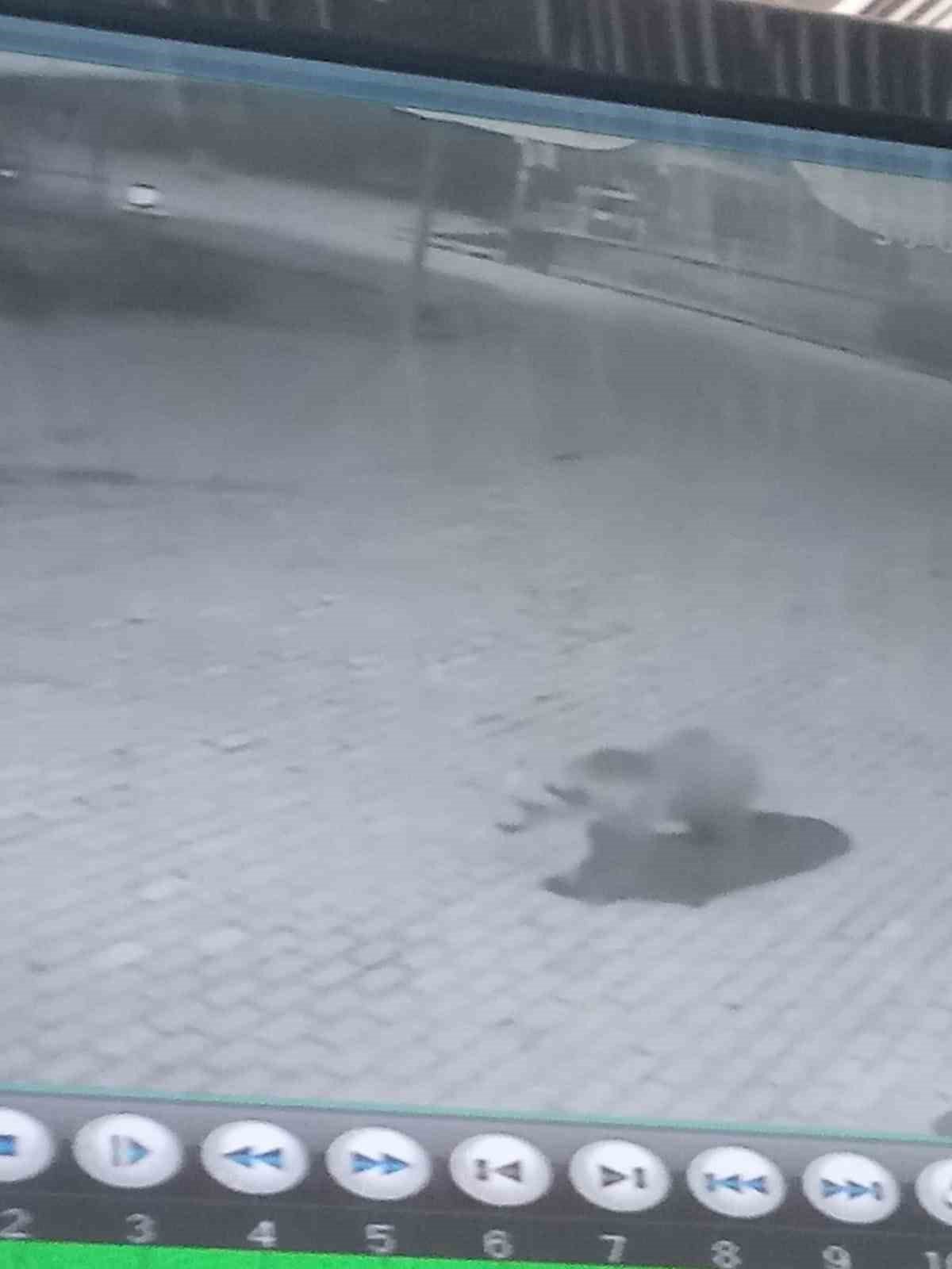 Kastamonu’da ilçe merkezine inen ayılar kamerayla izlenecek