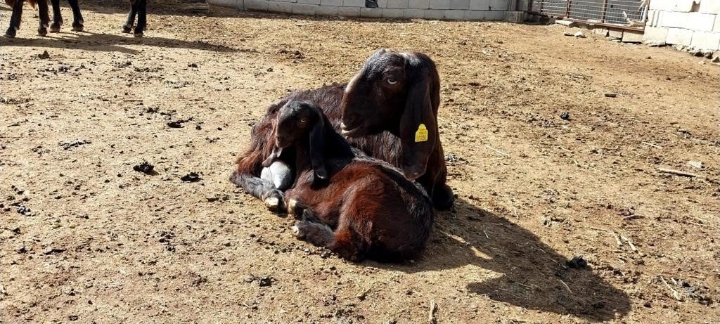 Bir çift keçi ile başladı, çiftlik kurdu