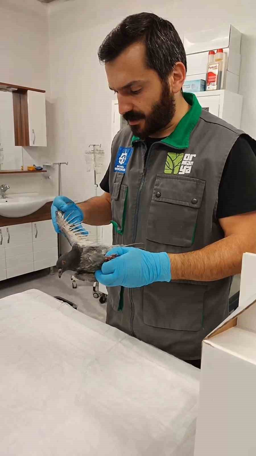 Patlamada yaralanan güvercinler emin ellerde