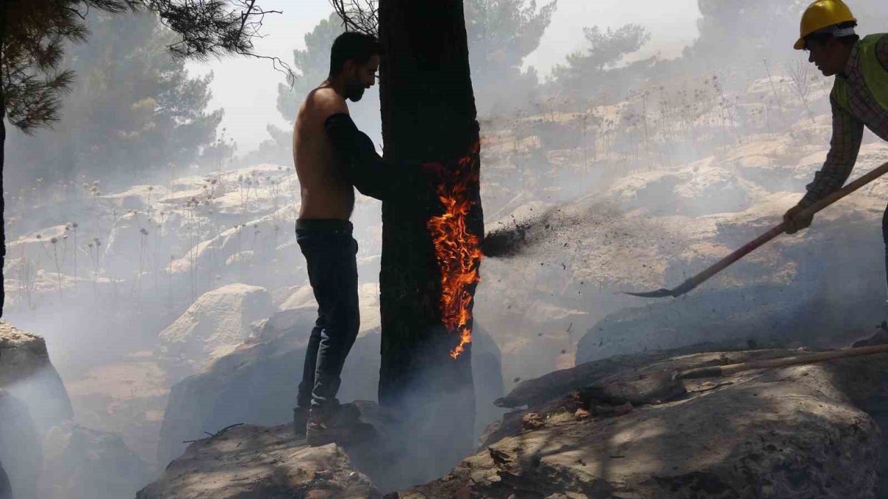Alev alev yanan ağacı tişörtüyle söndürdü