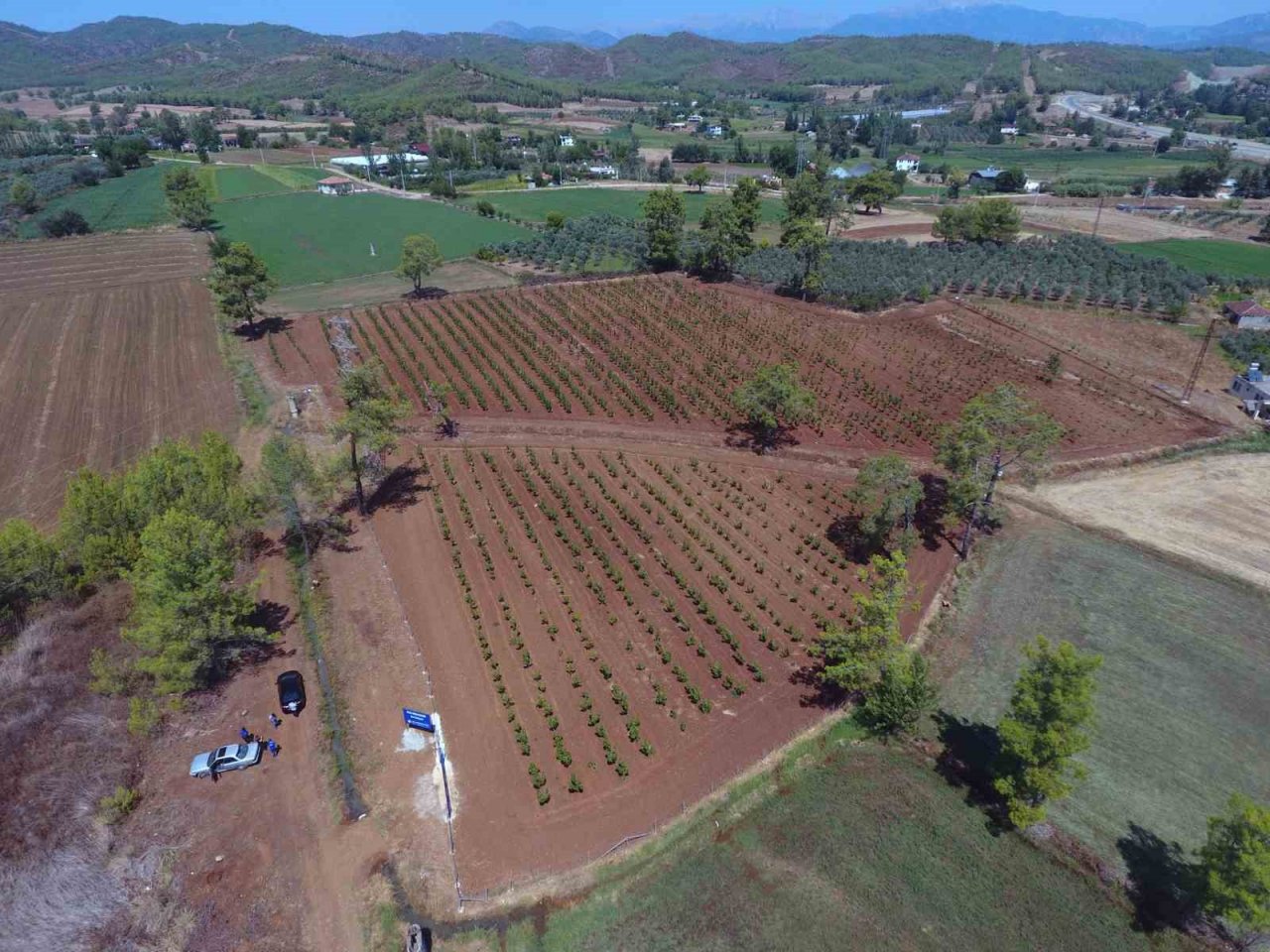 Büyükşehir Muğla’da 228 bin 400 ağacı toprakla buluşturdu