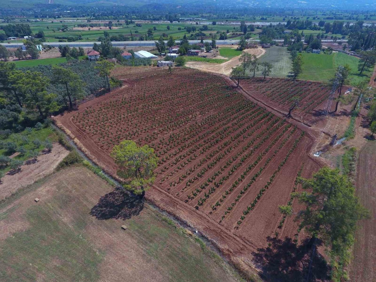 Büyükşehir Muğla’da 228 bin 400 ağacı toprakla buluşturdu