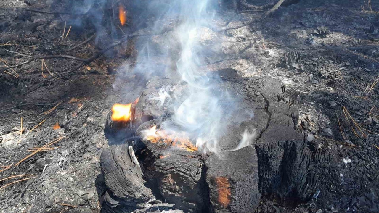 Muğla’daki orman yangını kontrol altına alındı