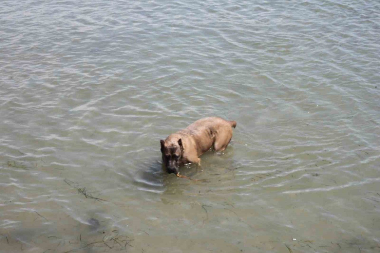 Köpeğin deniz keyfi: Hem serinliyor hem oynuyor