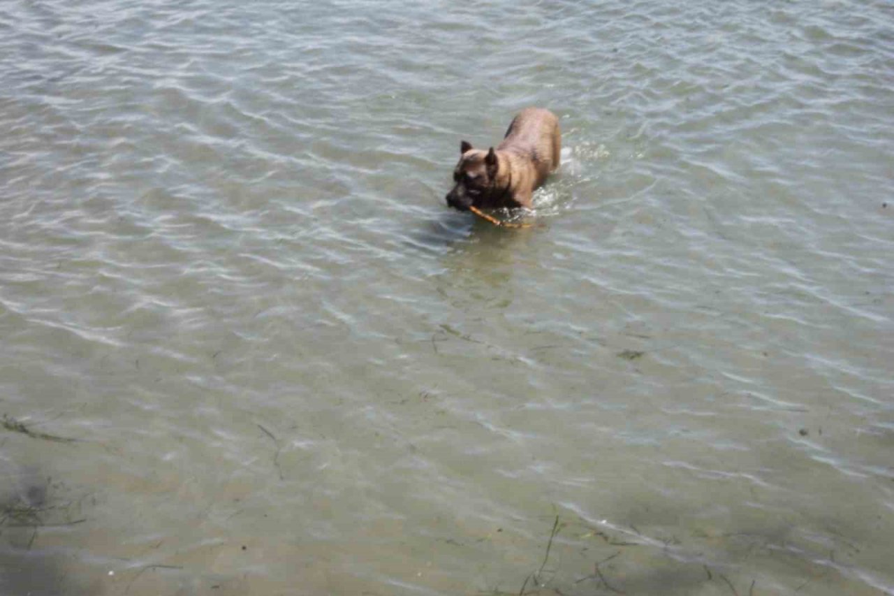 Köpeğin deniz keyfi: Hem serinliyor hem oynuyor