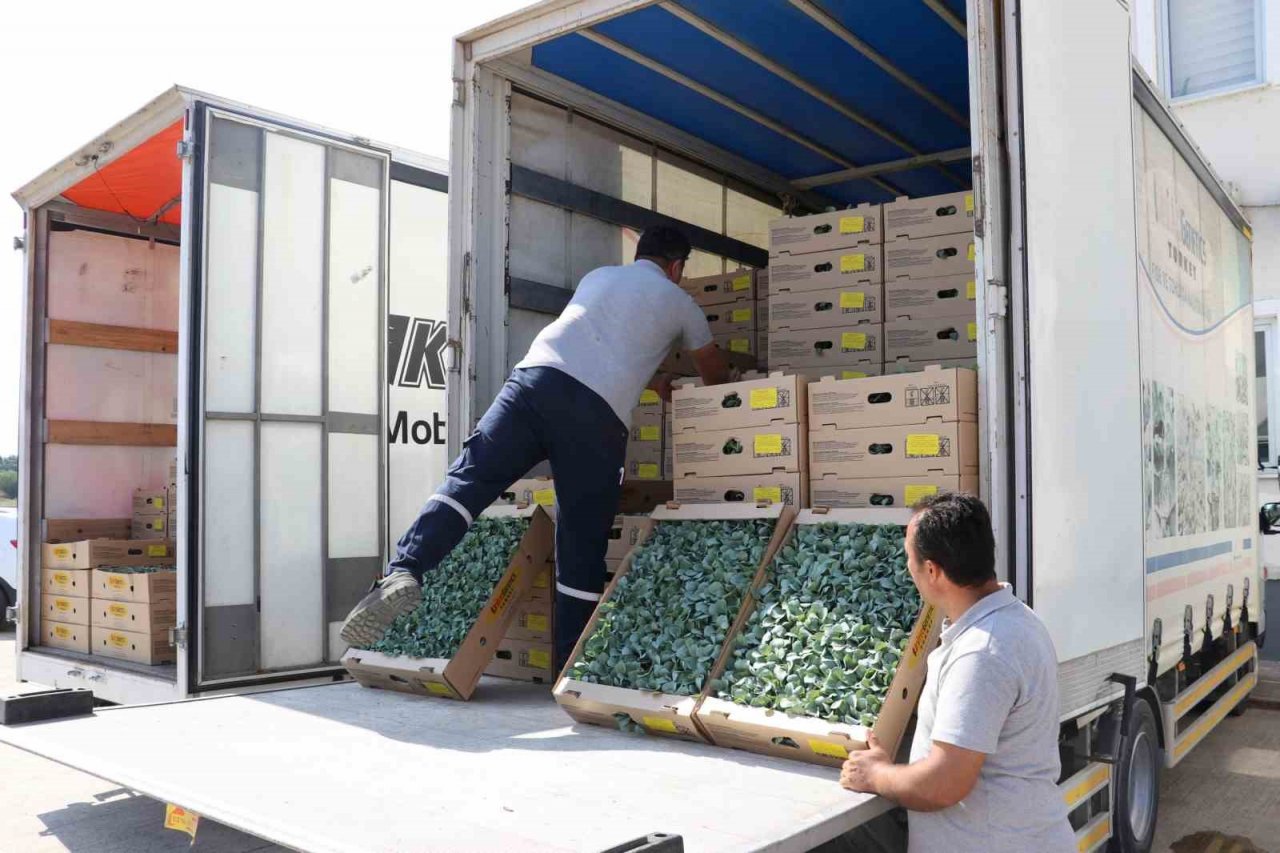 İhracata uygun sebze üretimi için 240 bin fide dağıtıldı