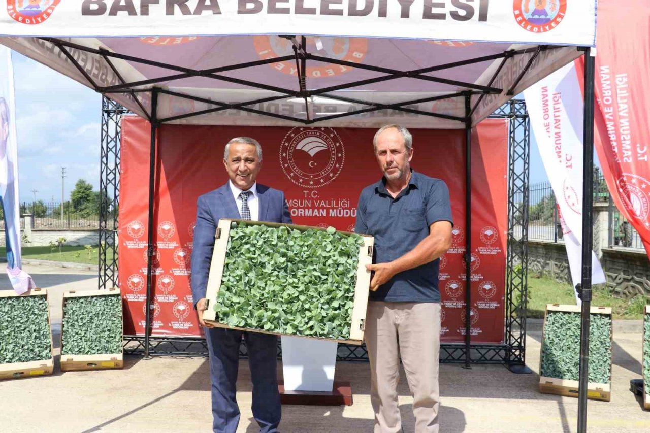 İhracata uygun sebze üretimi için 240 bin fide dağıtıldı