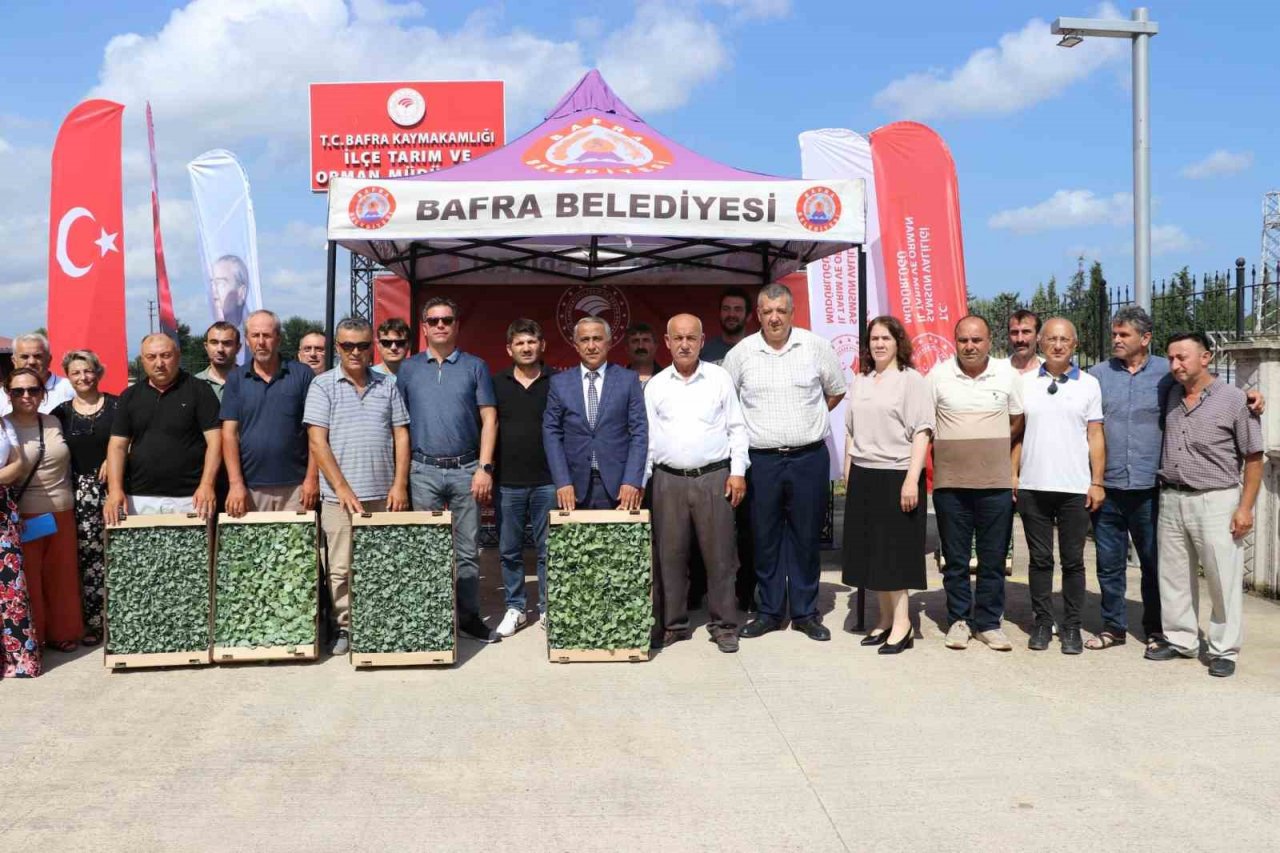 İhracata uygun sebze üretimi için 240 bin fide dağıtıldı