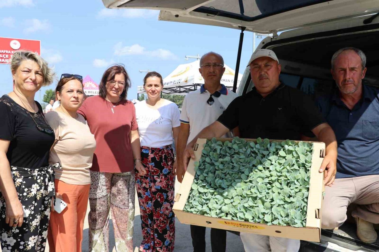 İhracata uygun sebze üretimi için 240 bin fide dağıtıldı