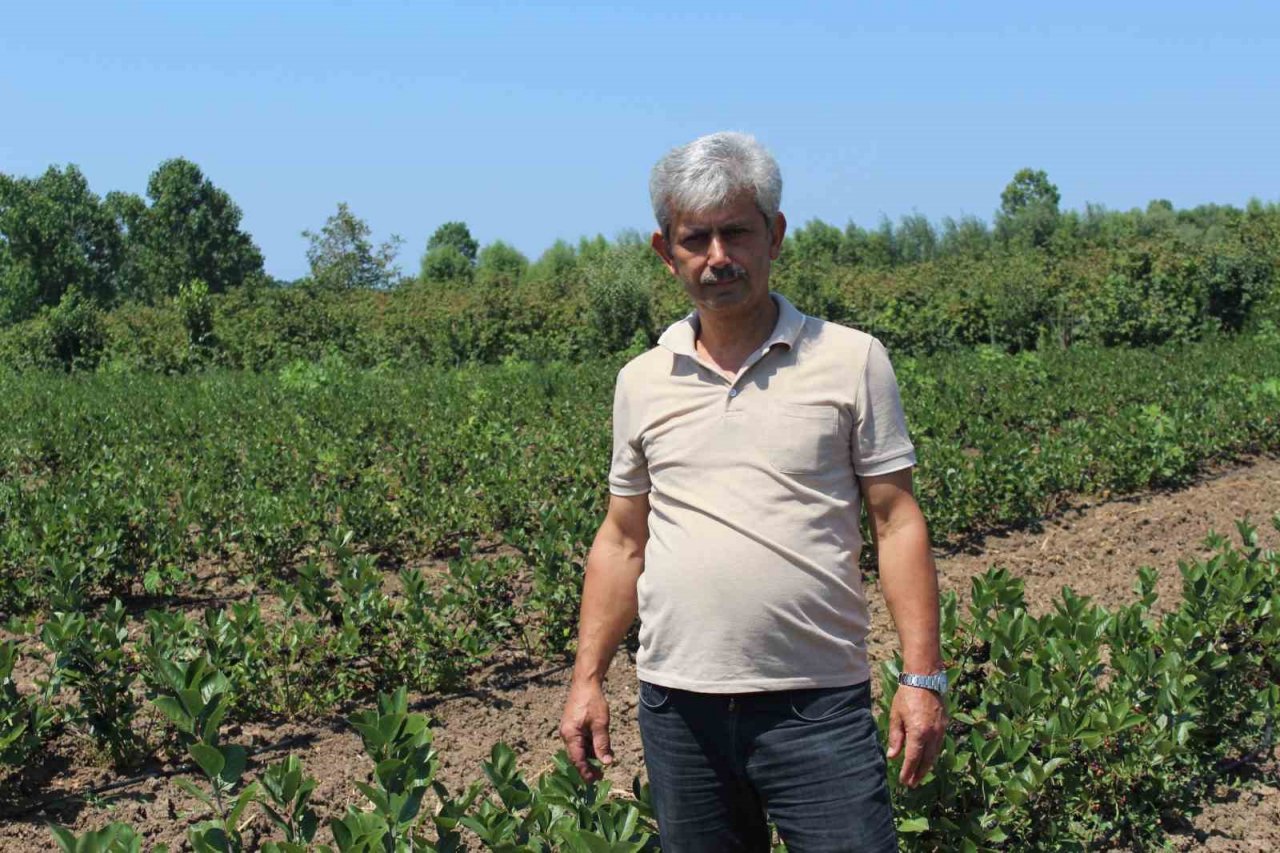 Geleceğin gözde ürünü: Aronya