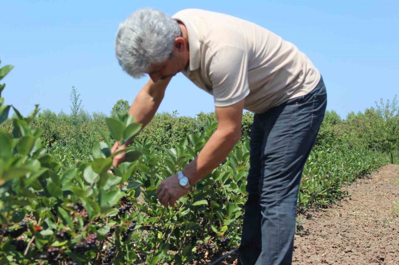 Geleceğin gözde ürünü: Aronya