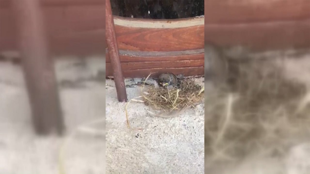 Yuvasından düşen yavru kuş, itfaiye ekiplerince kurtarıldı