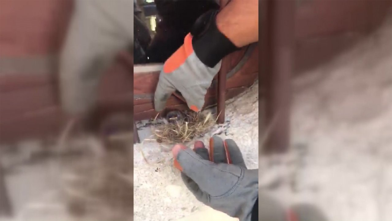 Yuvasından düşen yavru kuş, itfaiye ekiplerince kurtarıldı