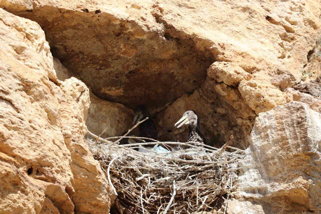 10 yıl sonra kendilerini gösterdiler, Sivas’ta kara leylek ailesi görüntülendi