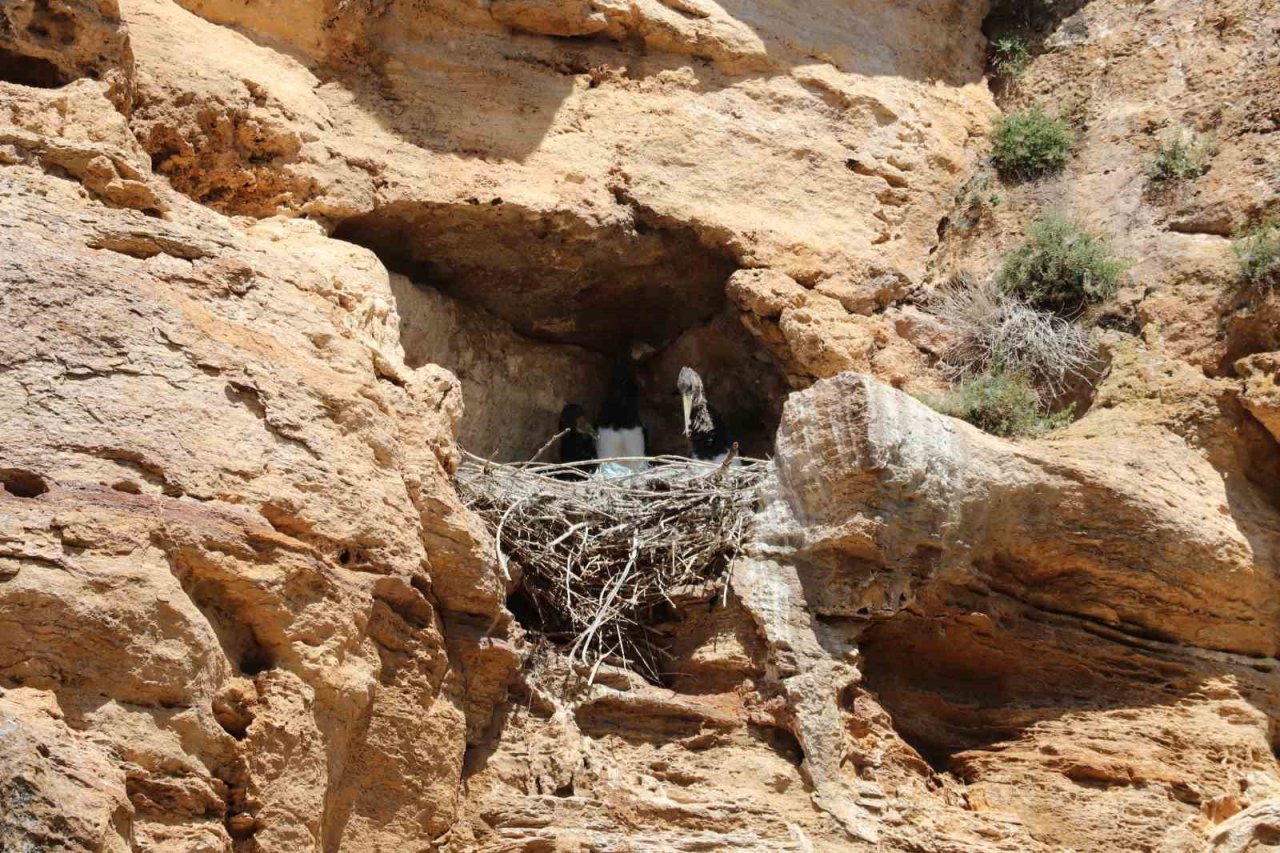 10 yıl sonra kendilerini gösterdiler, Sivas’ta kara leylek ailesi görüntülendi