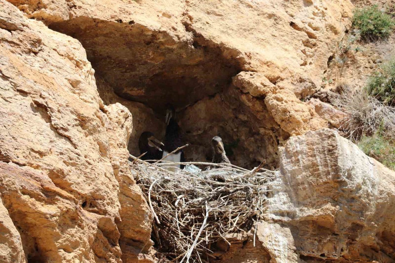10 yıl sonra kendilerini gösterdiler, Sivas’ta kara leylek ailesi görüntülendi