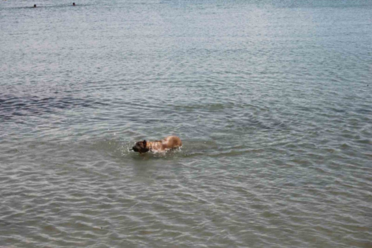 Köpeğin deniz keyfi: Hem serinliyor hem oynuyor