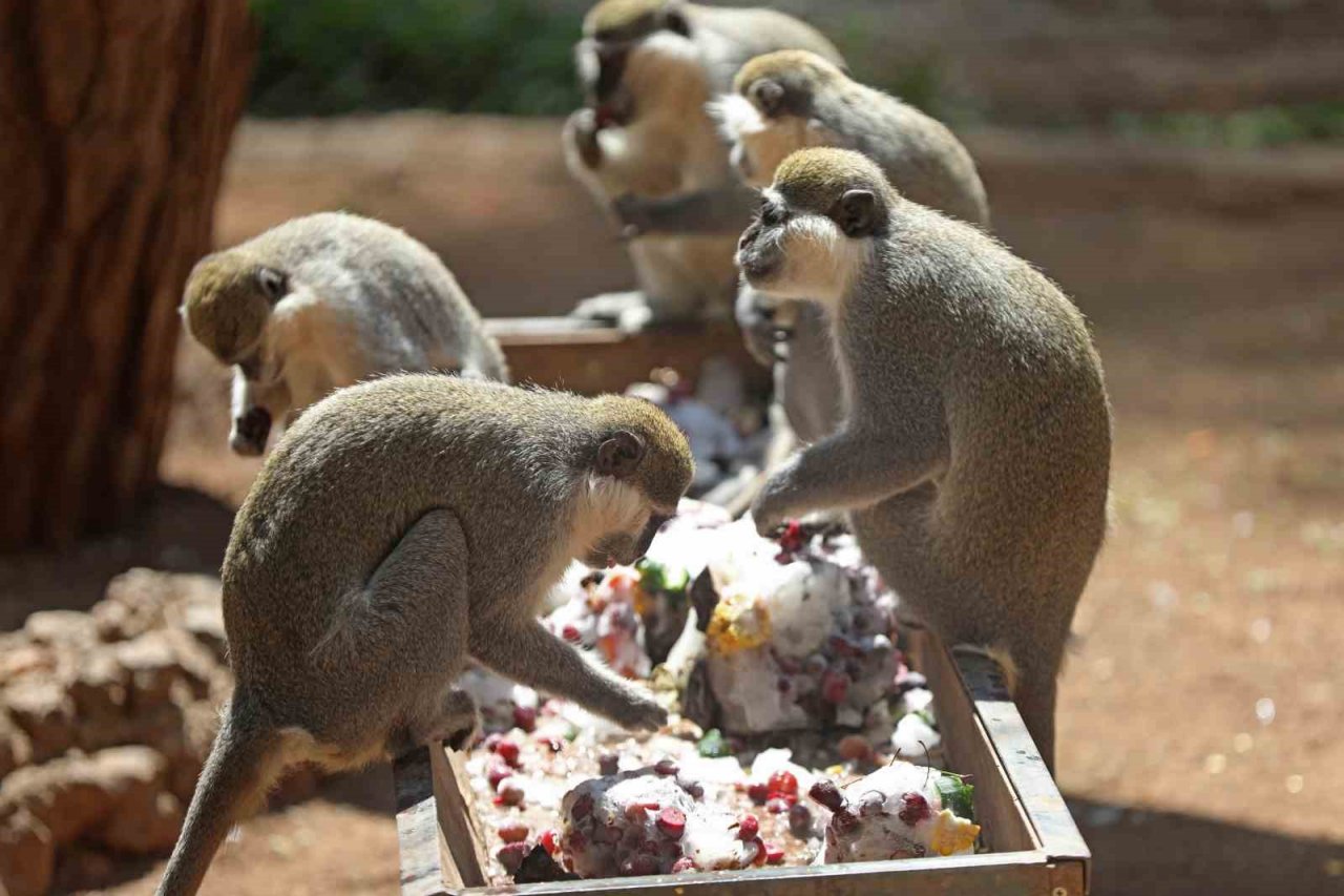 Sıcaktan bunalan hayvanlara buzlu meyve servisi