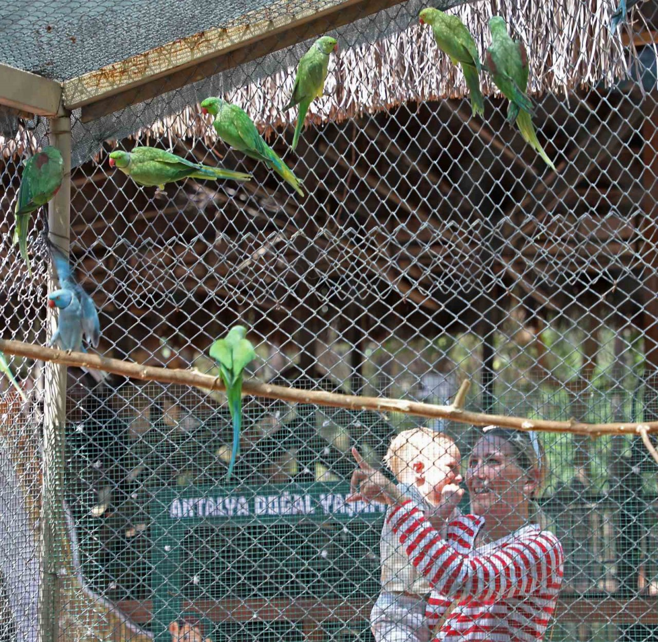 Sıcaktan bunalan hayvanlara buzlu meyve servisi