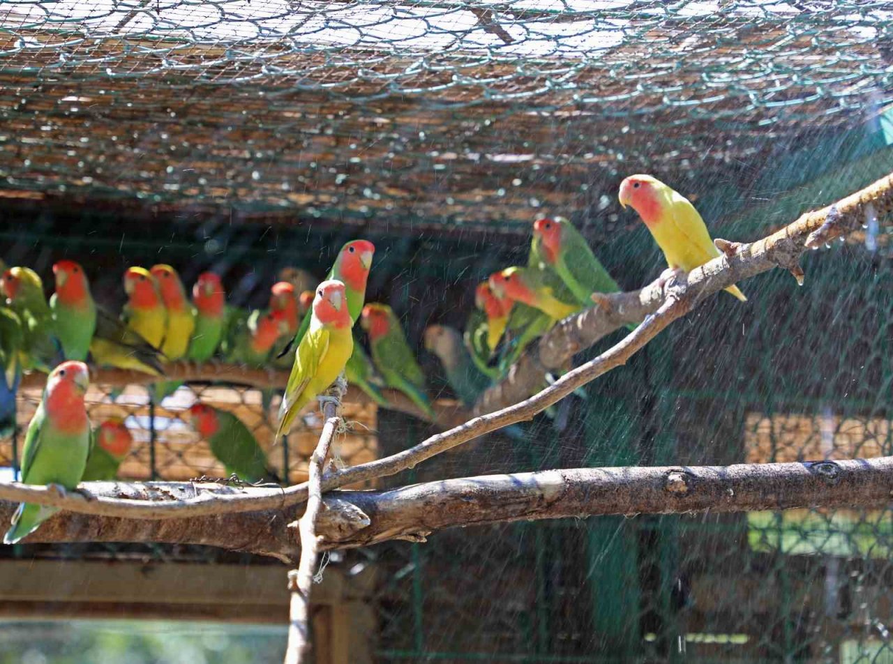 Sıcaktan bunalan hayvanlara buzlu meyve servisi