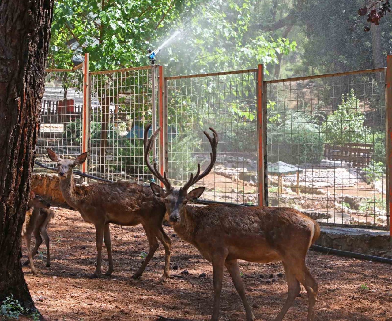 Sıcaktan bunalan hayvanlara buzlu meyve servisi