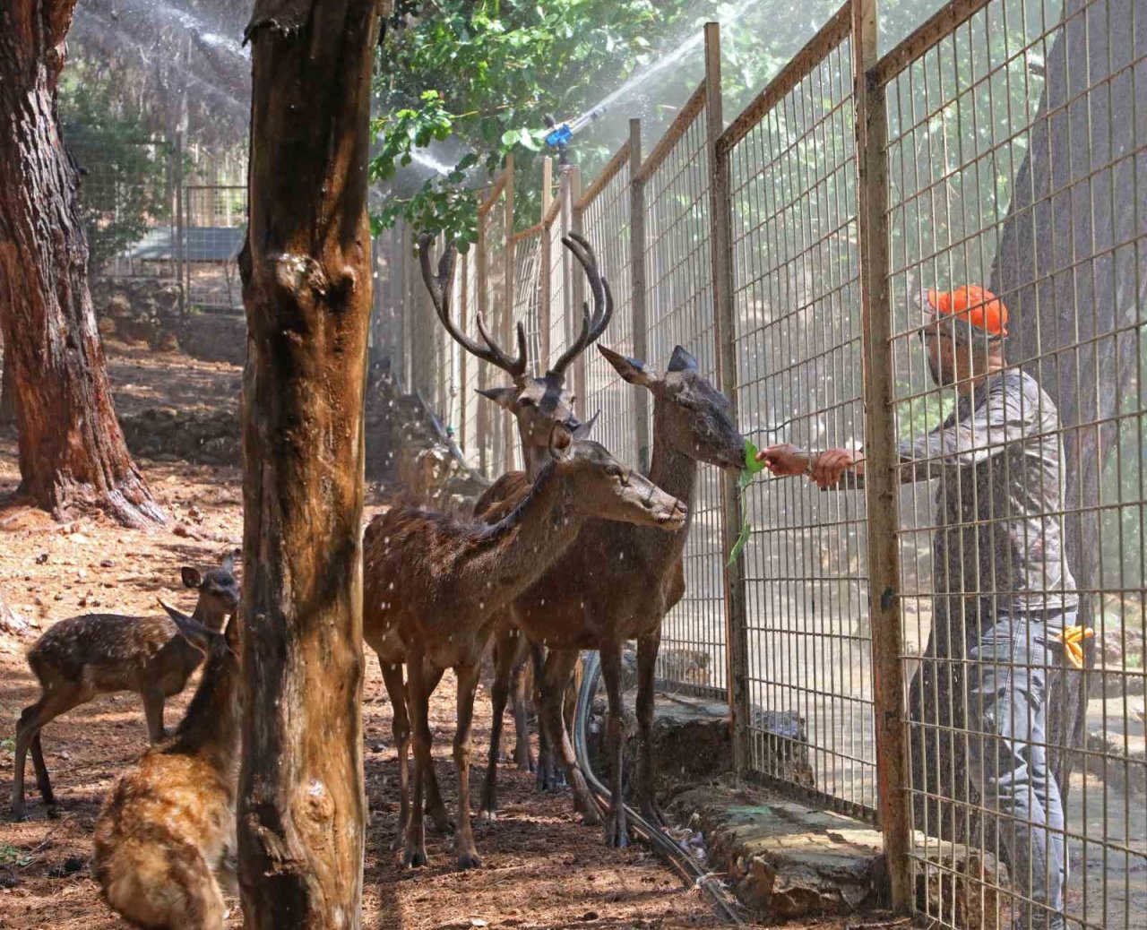 Sıcaktan bunalan hayvanlara buzlu meyve servisi