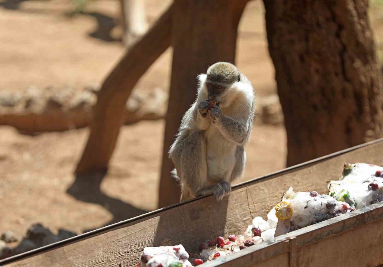 Sıcaktan bunalan hayvanlara buzlu meyve servisi