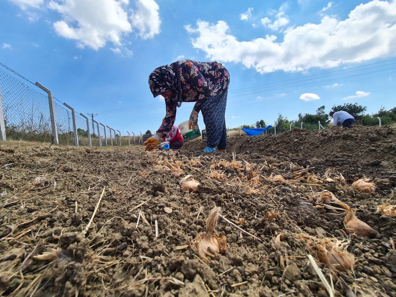 "Dünyanın en pahalı baharatı" toprakla buluştu