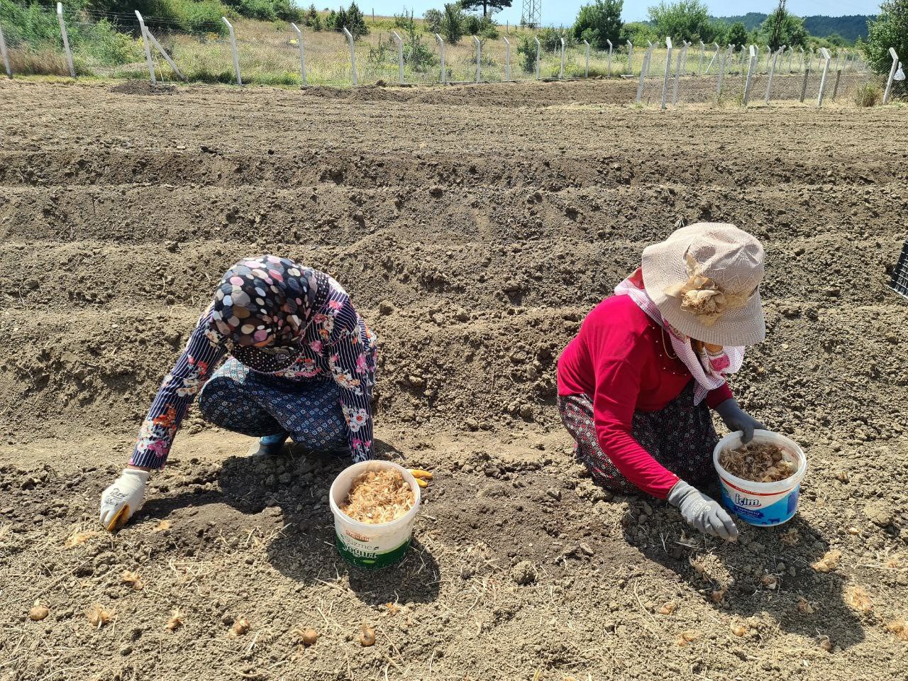 "Dünyanın en pahalı baharatı" toprakla buluştu