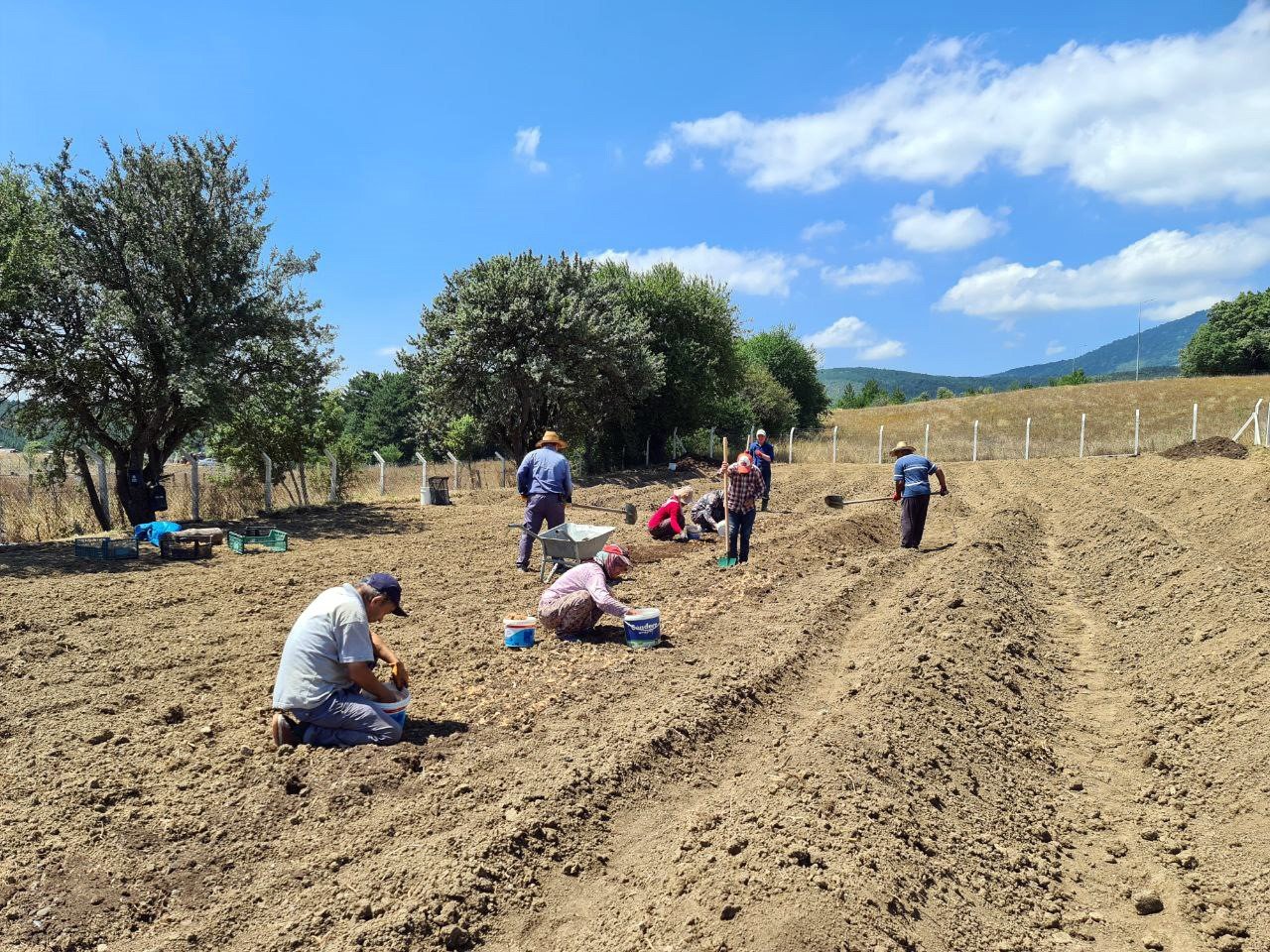 "Dünyanın en pahalı baharatı" toprakla buluştu