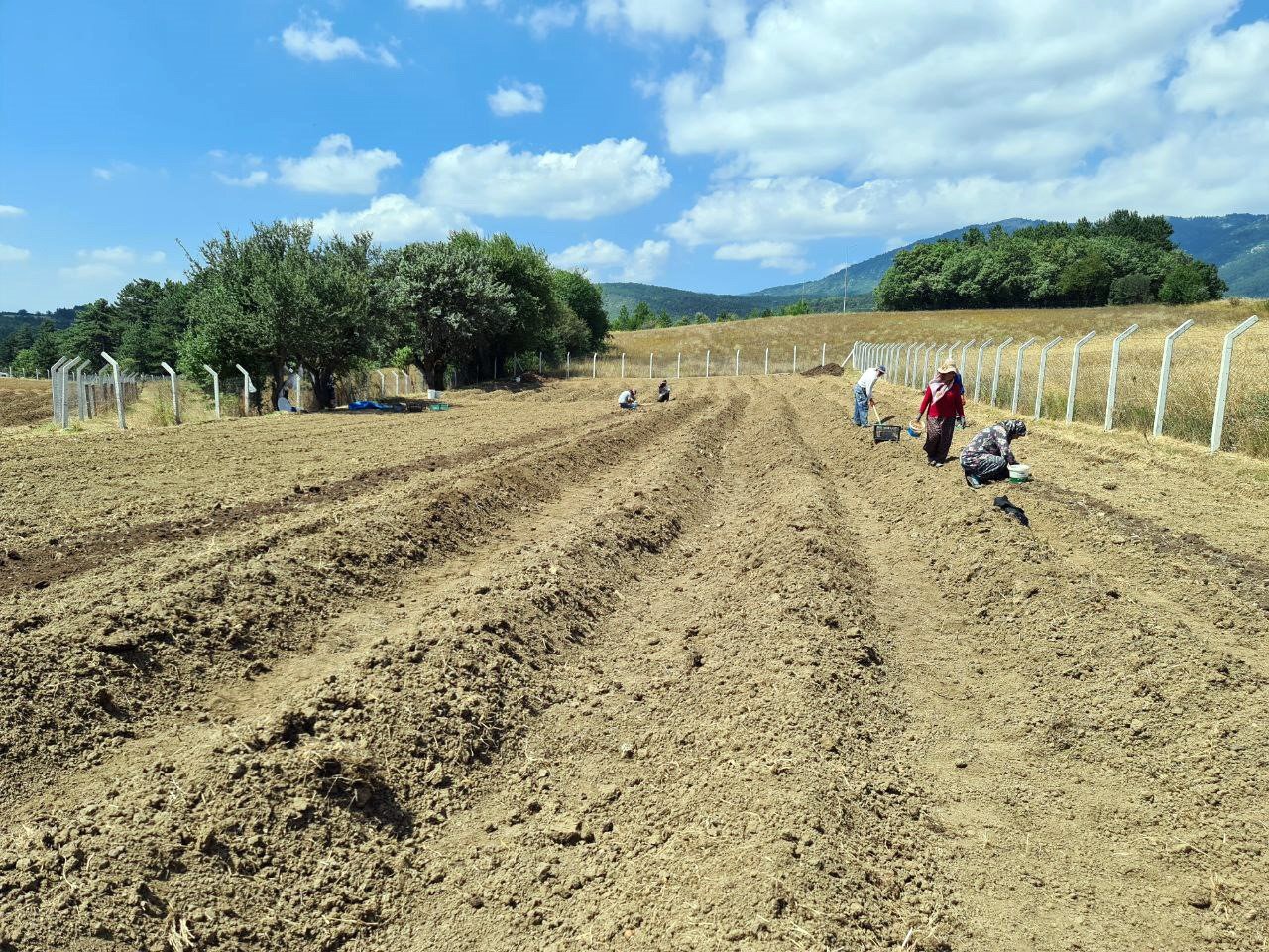 "Dünyanın en pahalı baharatı" toprakla buluştu