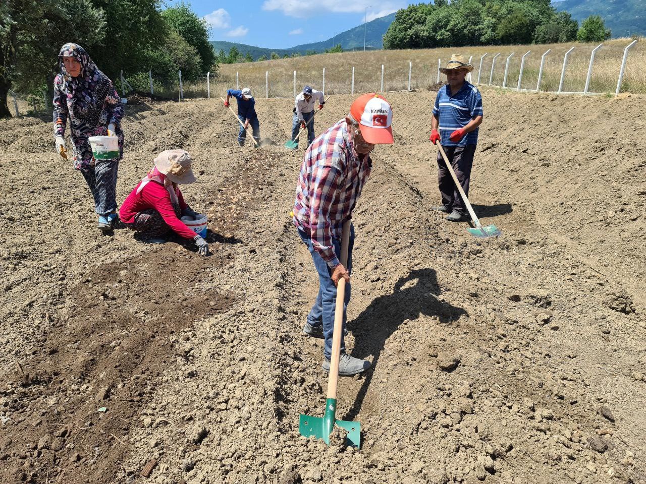"Dünyanın en pahalı baharatı" toprakla buluştu