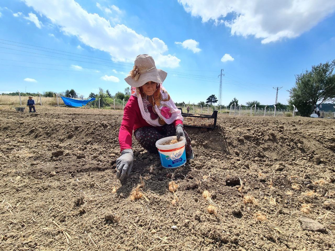 "Dünyanın en pahalı baharatı" toprakla buluştu