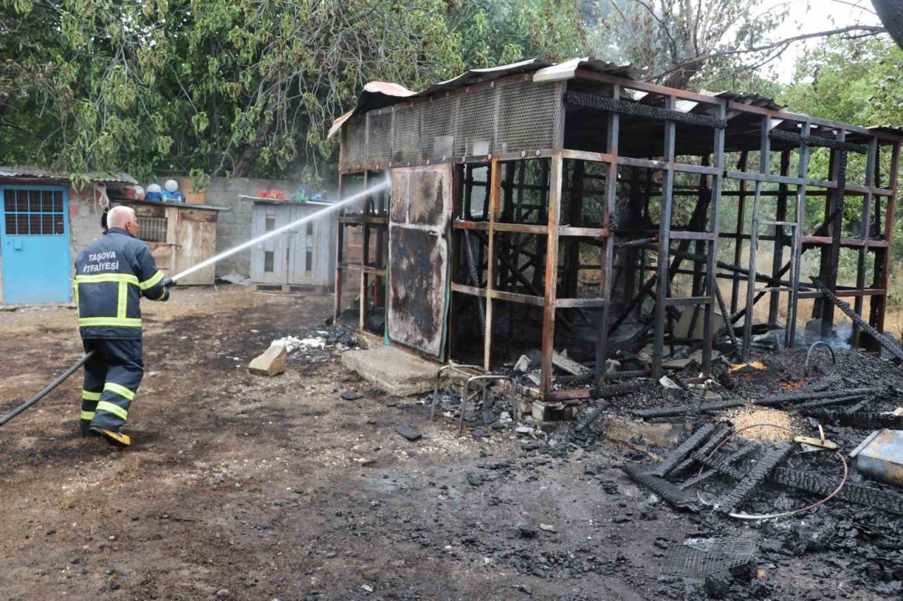 Amasya’da yangında 50 güvercin telef oldu