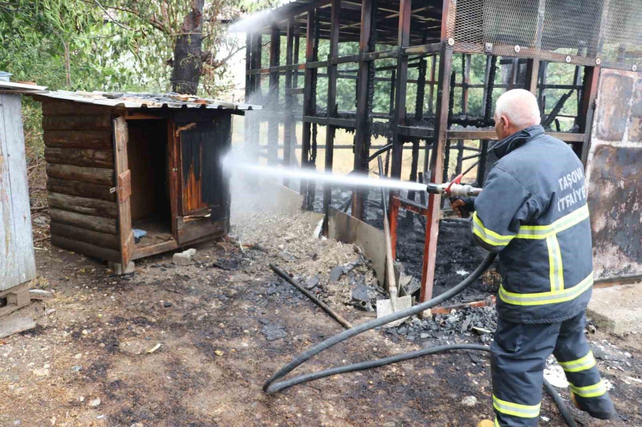 Amasya’da yangında 50 güvercin telef oldu