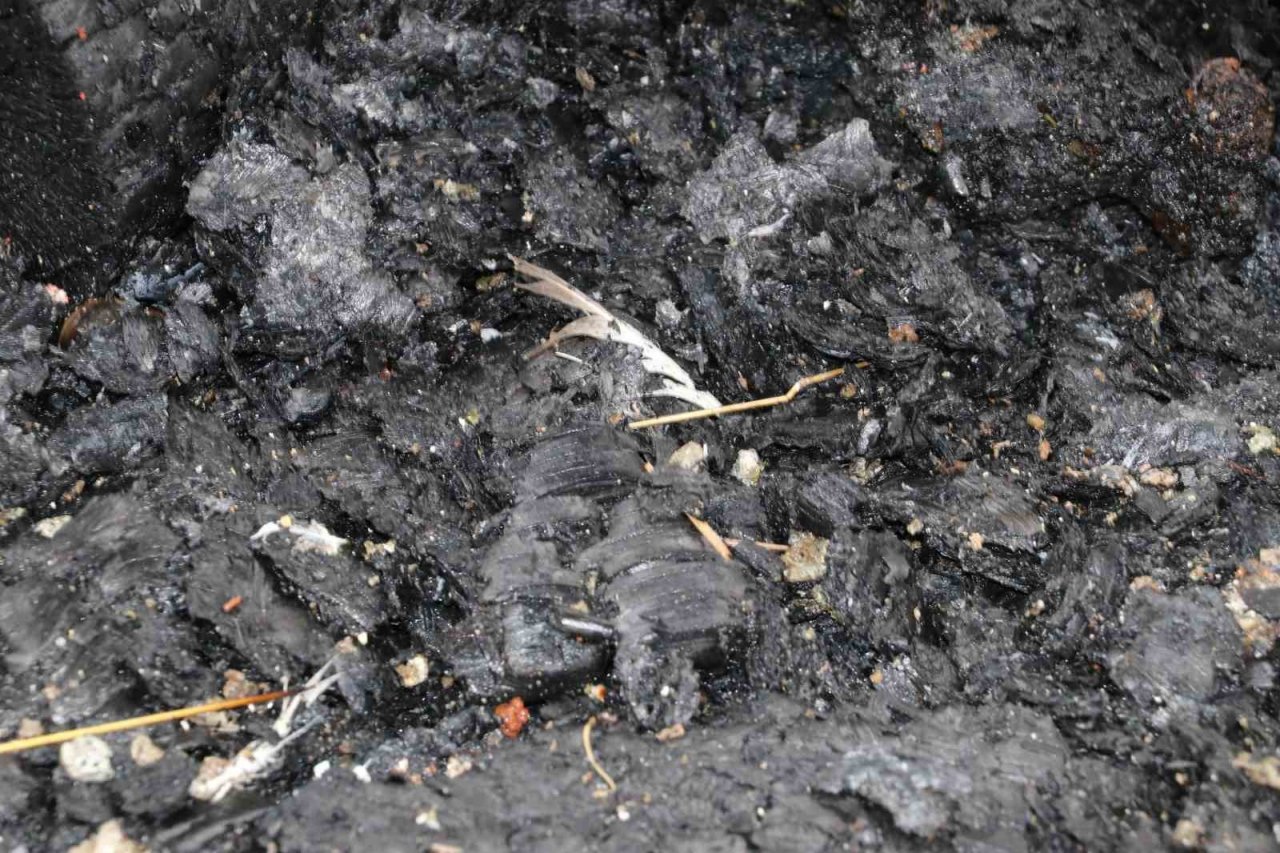 Amasya’da yangında 50 güvercin telef oldu