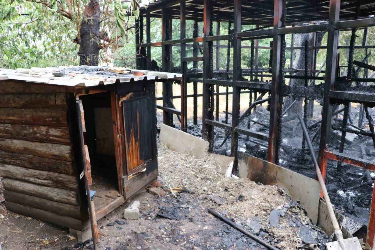 Amasya’da yangında 50 güvercin telef oldu